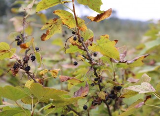 Do 300 tys. zł wsparcia dla rolników
