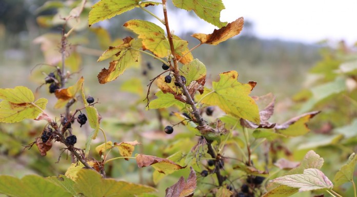 Do 300 tys. zł wsparcia dla rolników
