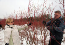 PO CO I JAK CIĄĆ KRZEWY BORÓWKI WYSOKIEJ?