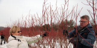 PO CO I JAK CIĄĆ KRZEWY BORÓWKI WYSOKIEJ?