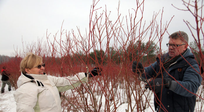 PO CO I JAK CIĄĆ KRZEWY BORÓWKI WYSOKIEJ?