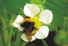 Skuteczna ochrona przed przymrozkami