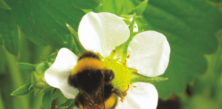 Skuteczna ochrona przed przymrozkami