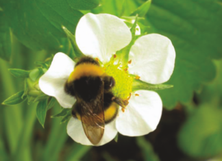 Skuteczna ochrona przed przymrozkami