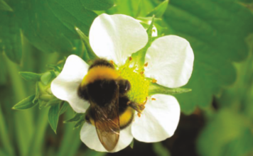 Skuteczna ochrona przed przymrozkami