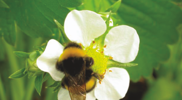 Skuteczna ochrona przed przymrozkami