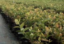 Jakość krzewów jagodowych ma znaczenie