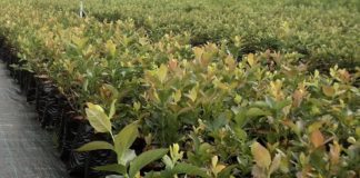 Jakość krzewów jagodowych ma znaczenie