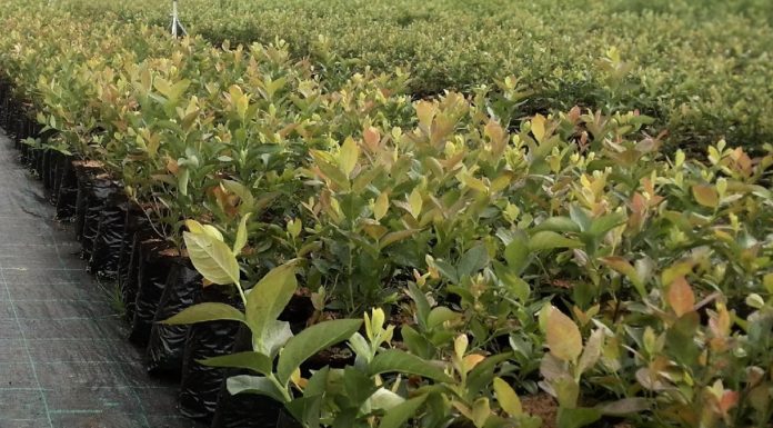 Jakość krzewów jagodowych ma znaczenie