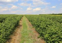 Sezon jagodowy coraz bliżej (cz. II) – maliny