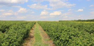 Sezon jagodowy coraz bliżej (cz. II) – maliny