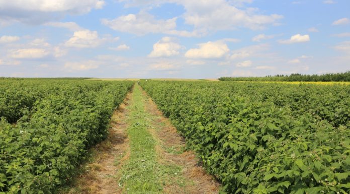Sezon jagodowy coraz bliżej (cz. II) – maliny