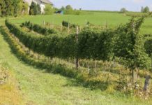 Zalecenia dla malin (cz. II)