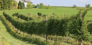 Zalecenia dla malin (cz. II)