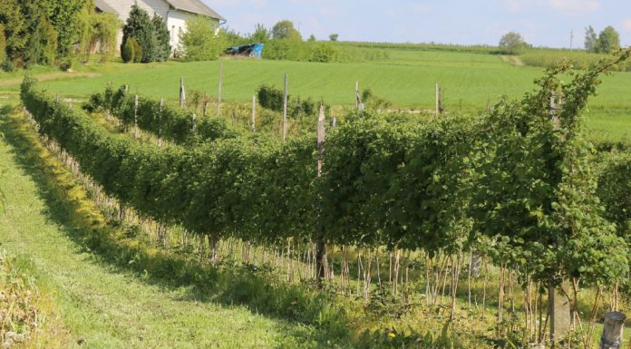 Zalecenia dla malin (cz. II)