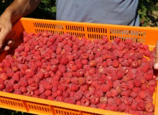 UOKiK zmowy cenowej na rynku malin nie widzi