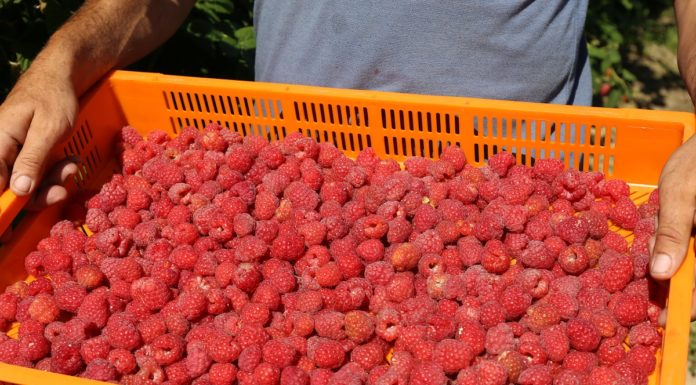 Niskie ceny malin przemysłowych