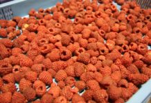 Eksport mrożonych malin