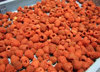 Polskie maliny do przetwórstwa – analiza przed sezonem