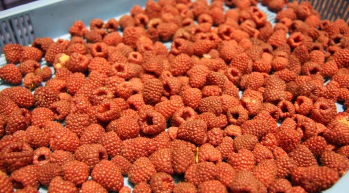 Sezon 2020 okiem ekonomisty (cz. 2) maliny