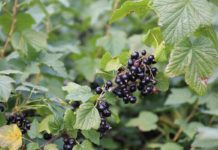 Czarna porzeczka – jeszcze na TAK czarna porzeczka w Mołdawii