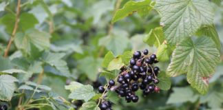 Rolnicy z Mołdawii postawili na czarną porzeczkę. Teraz eksportują owoce m.in. do Polski czarna porzeczka w Mołdawii