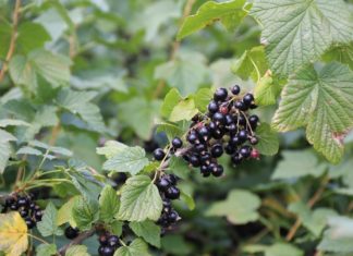 Rolnicy z Mołdawii postawili na czarną porzeczkę. Teraz eksportują owoce m.in. do Polski czarna porzeczka w Mołdawii