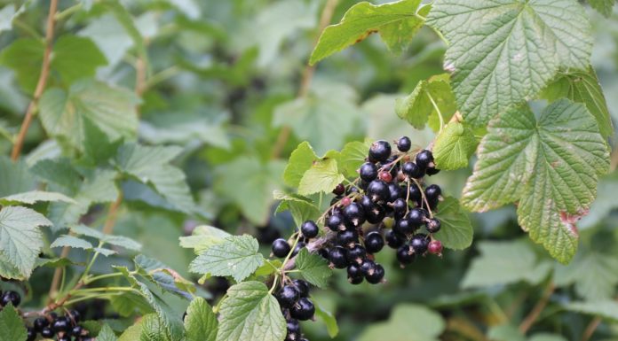 Rolnicy z Mołdawii postawili na czarną porzeczkę. Teraz eksportują owoce m.in. do Polski czarna porzeczka w Mołdawii