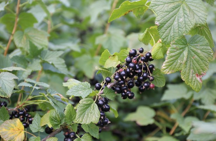 Rolnicy z Mołdawii postawili na czarną porzeczkę. Teraz eksportują owoce m.in. do Polski czarna porzeczka w Mołdawii