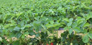 Skuteczna metoda zwiększenia biologicznej ochrony