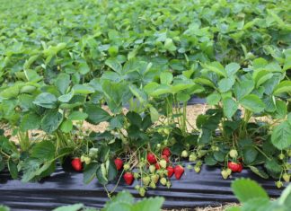 Nawożeniowe wspomagające ochronę truskawek