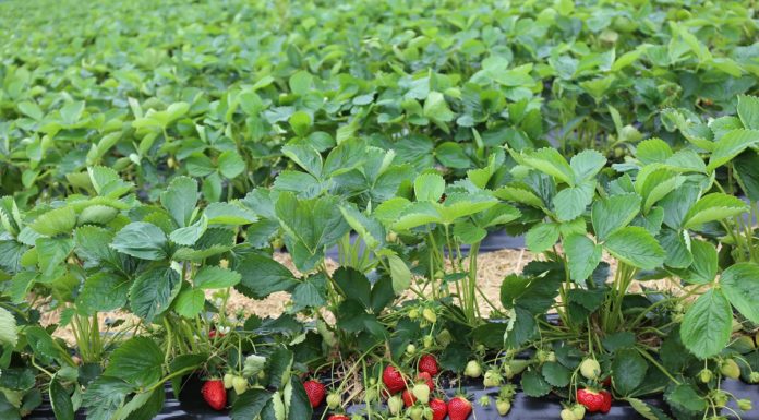 Skuteczna metoda zwiększenia biologicznej ochrony