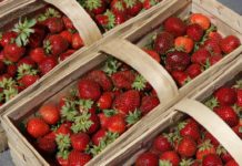 Ceny truskawek na hurtowych rynkach rolnych – połowinki