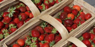 Sprzedaż polskich mrożonych truskawek