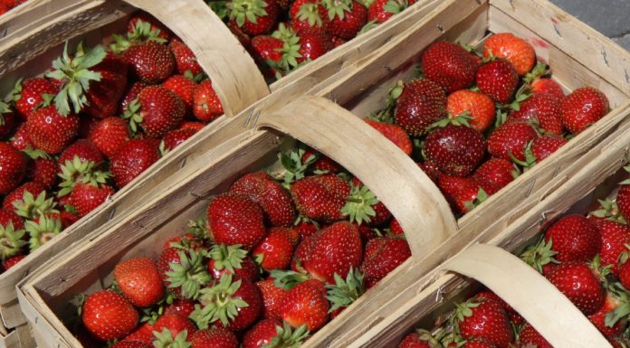 Sprzedaż polskich mrożonych truskawek