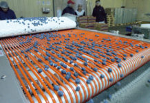 Podsumowanie chilijskiego sezonu borówkowego