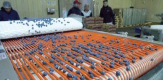 Podsumowanie chilijskiego sezonu borówkowego