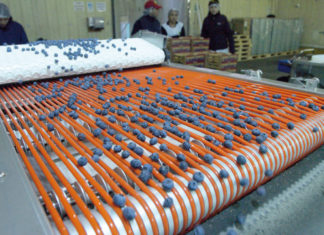 Podsumowanie chilijskiego sezonu borówkowego