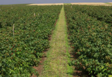 Zamieranie pędów malin i rdza maliny już nie groźne