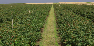 Zamieranie pędów malin i rdza maliny już nie groźne