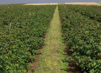 Zamieranie pędów malin i rdza maliny już nie groźne