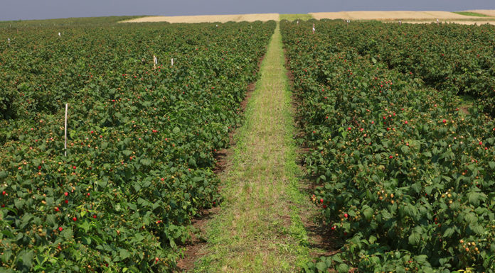 Zamieranie pędów malin i rdza maliny już nie groźne