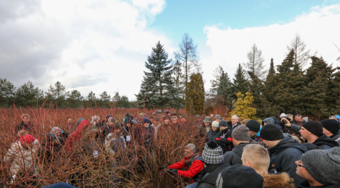 Cięcie borówki – 2 filmy