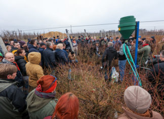 Wiosną na plantacjach borówki