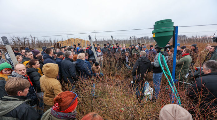 Wiosną na plantacjach borówki