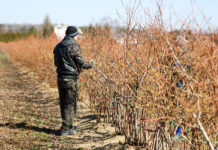 Jakie będą plony borówki w tym roku?