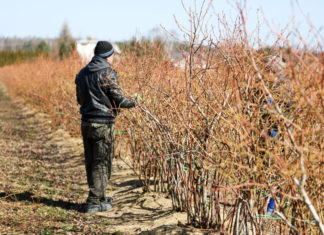 Jakie będą plony borówki w tym roku?