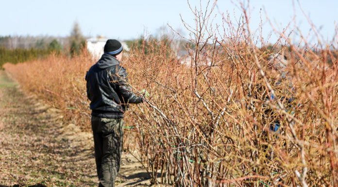 Jakie będą plony borówki w tym roku?