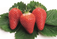 Prawnie chronione odmiany truskawek: Clery*, Onebor*, Marmolada® …