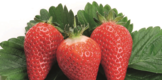 Prawnie chronione odmiany truskawek: Clery*, Onebor*, Marmolada® …